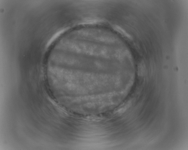 X0000076311208200610271931