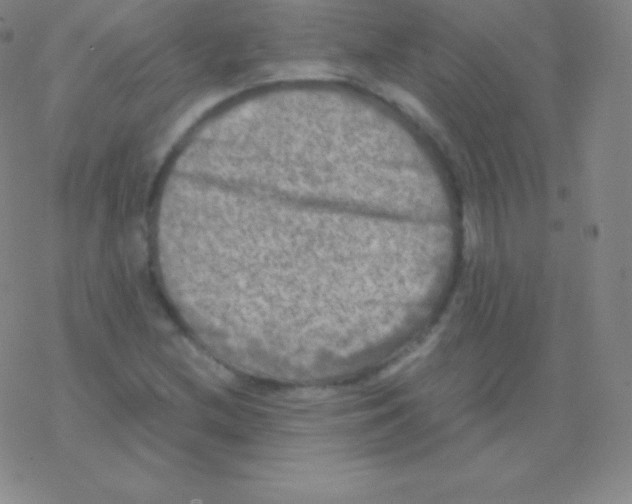 X0000076311212200610271931