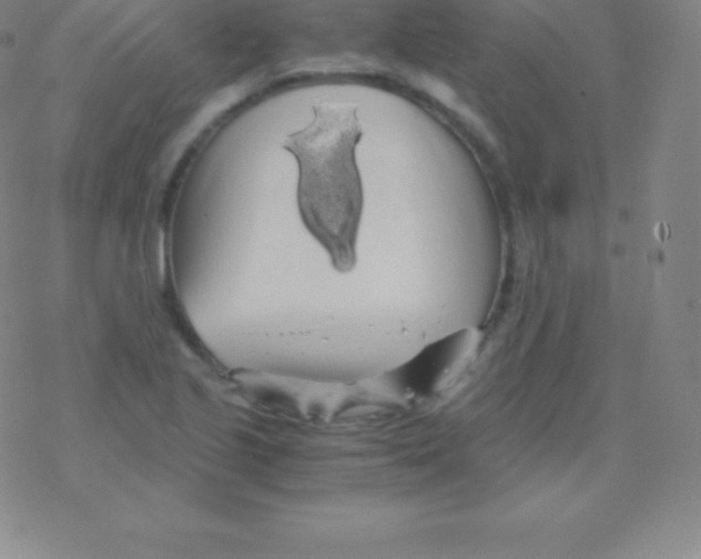 X0000076311221200610271931