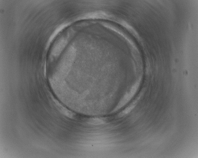 X0000076311224200610271931