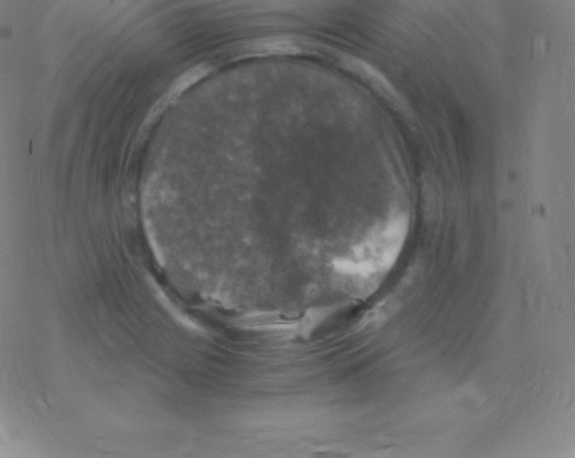 X0000076311225200610271931