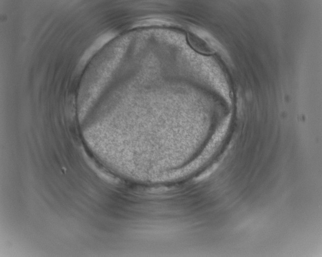 X0000076311233200610271931