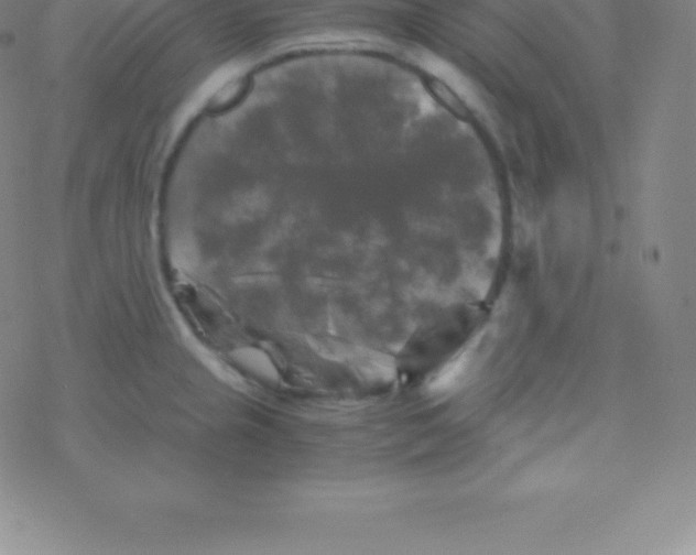 X0000076311237200610271931