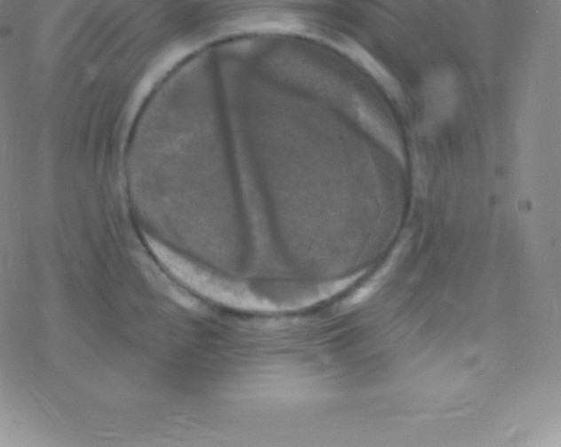 X0000076311240200610271931