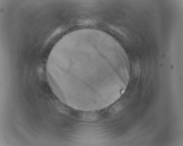 X0000076311254200610271930