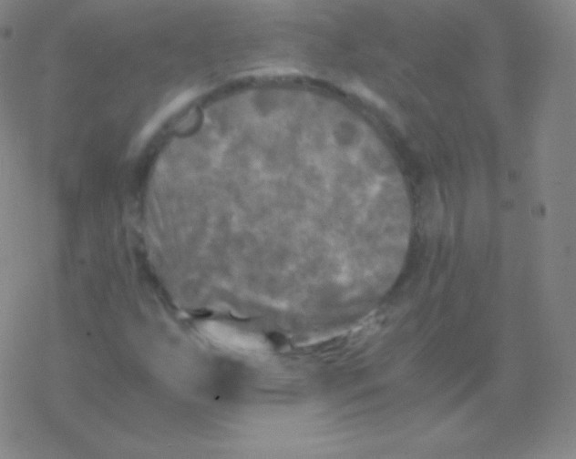 X0000076311255200610271930