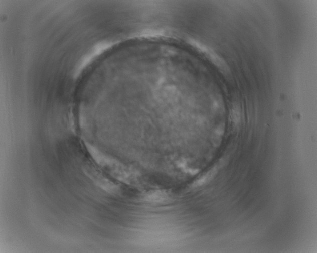 X0000076311262200610271930