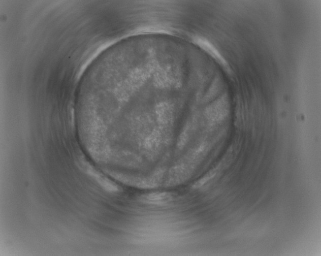 X0000076311268200610271930