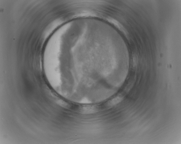 X0000076311274200610271930