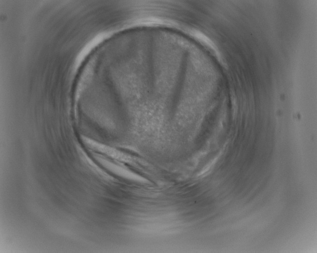 X0000076311326200610271929