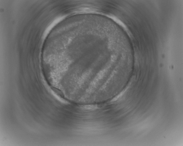 X0000076311333200610271929