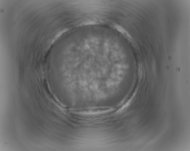 X0000076311353200610271929