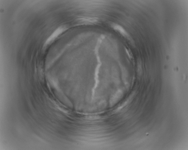 X0000076311354200610271929