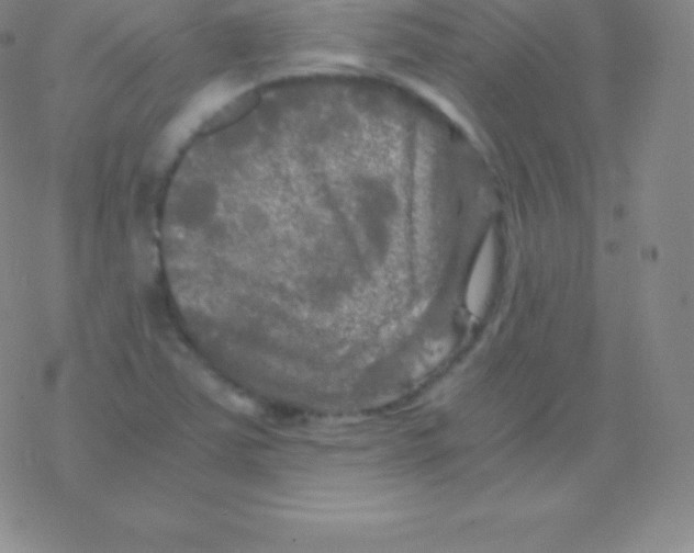 X0000076311363200610271929