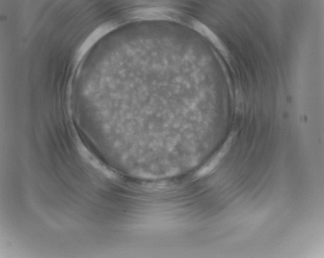 X0000076311386200610271928