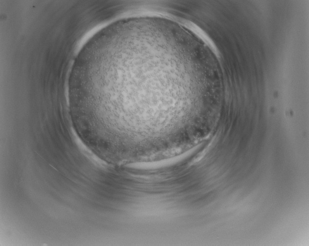 X0000076311388200610271928