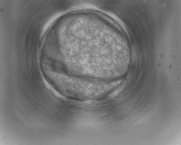 X0000076311390200610271928