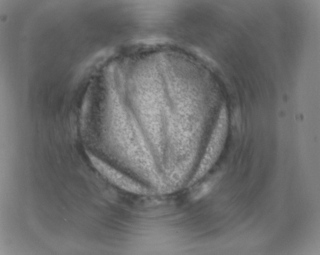 X0000076311398200610271927