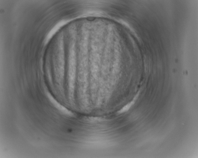 X0000076311422200610271928