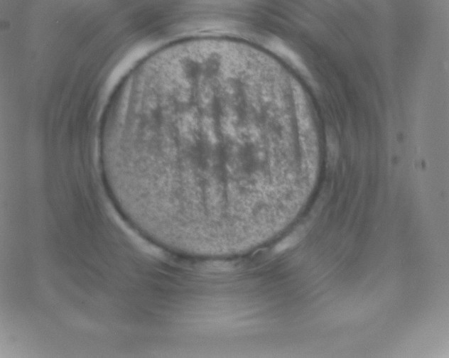 X0000076311424200610271928