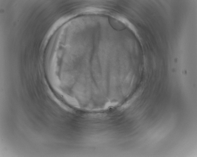 X0000076311429200610271928