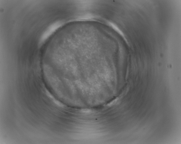 X0000076311456200610271927