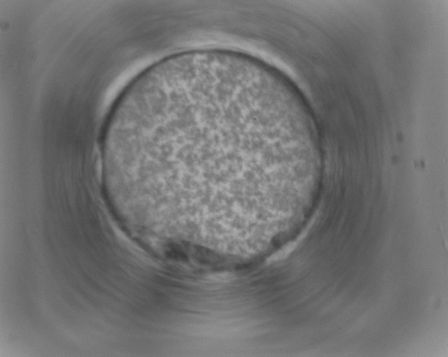 X0000076311509200610271926