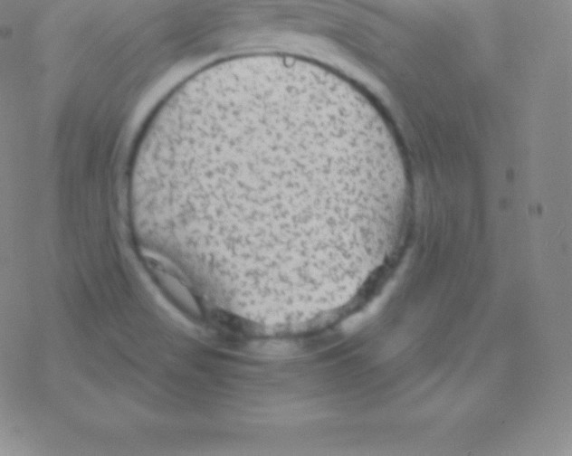 X0000076311517200610271926