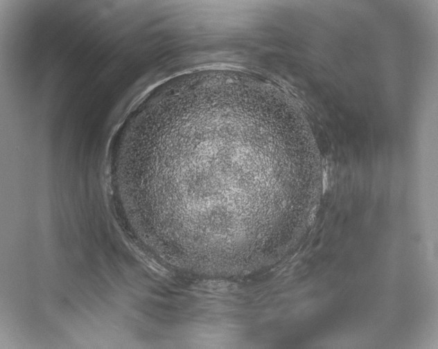 X0000076320339200609291100