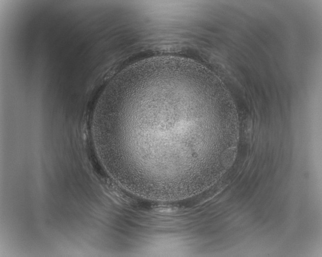 X0000076320746200609291054