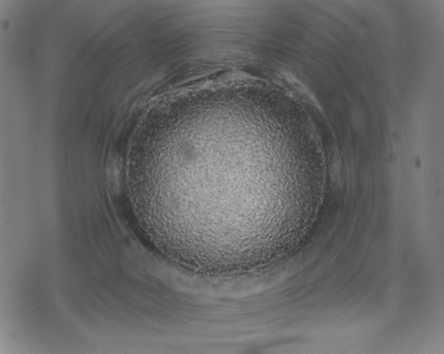 X0000076320026200610061421