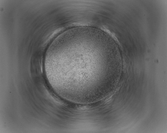 X0000076320062200610061421