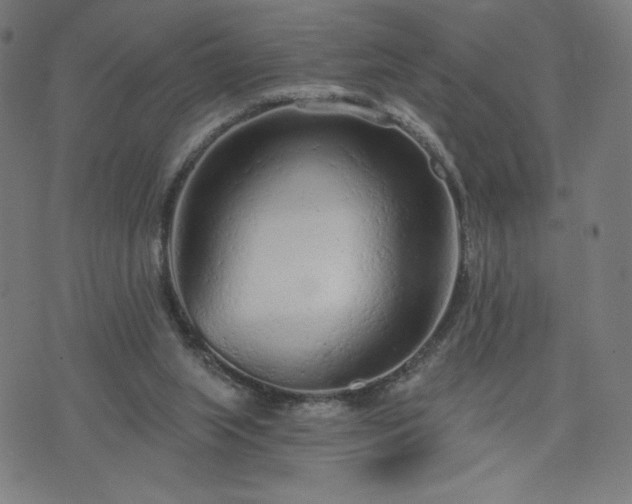 X0000076320063200610061421