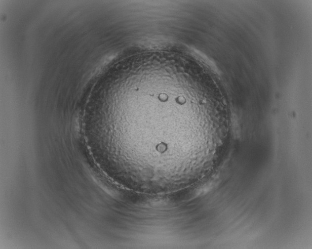 X0000076320065200610061421