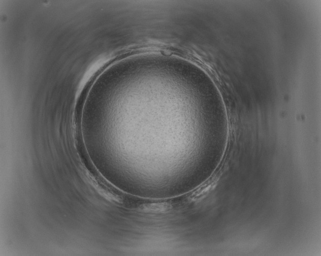 X0000076320102200610061420