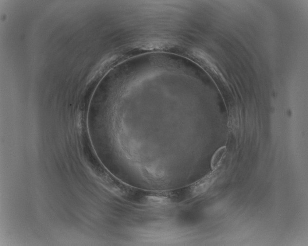 X0000076320167200610061419