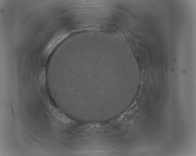 X0000076320194200610061419