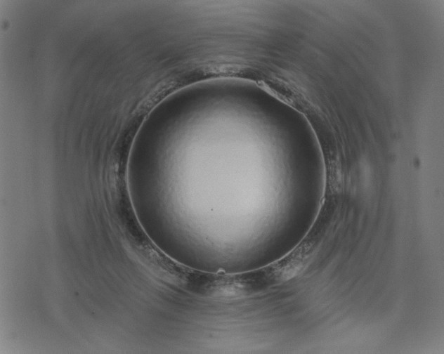 X0000076320263200610061418