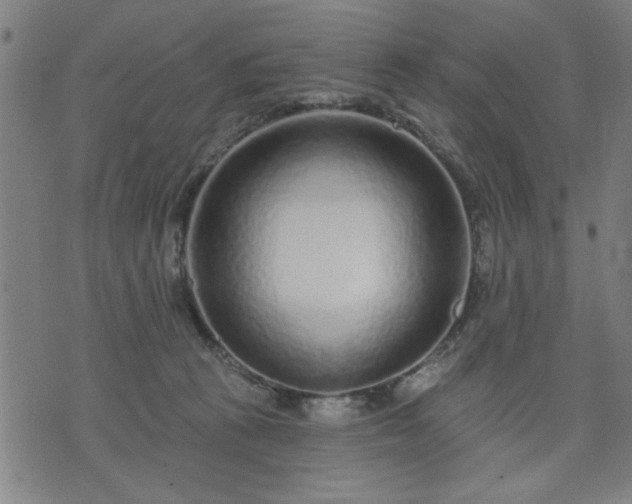 X0000076320273200610061418