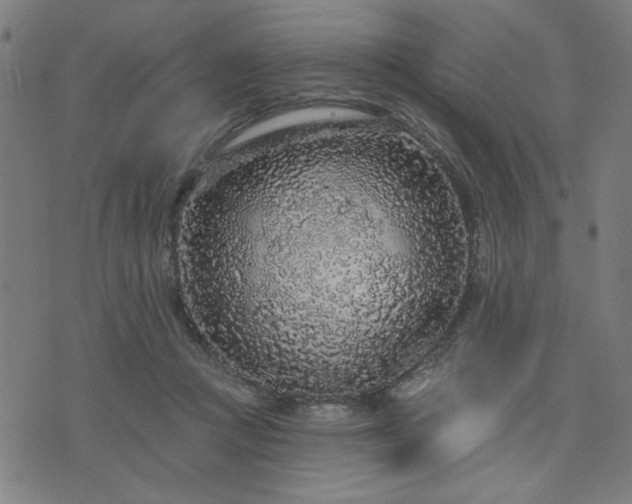 X0000076320361200610061416
