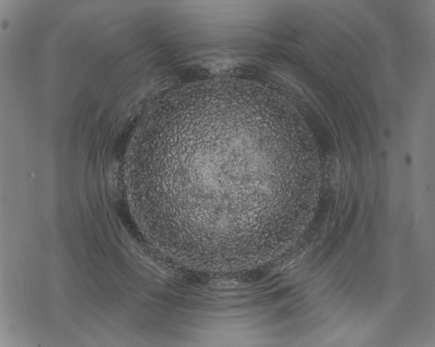 X0000076320650200610061411