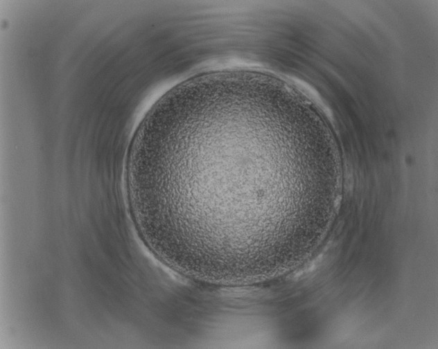 X0000076320863200610061409