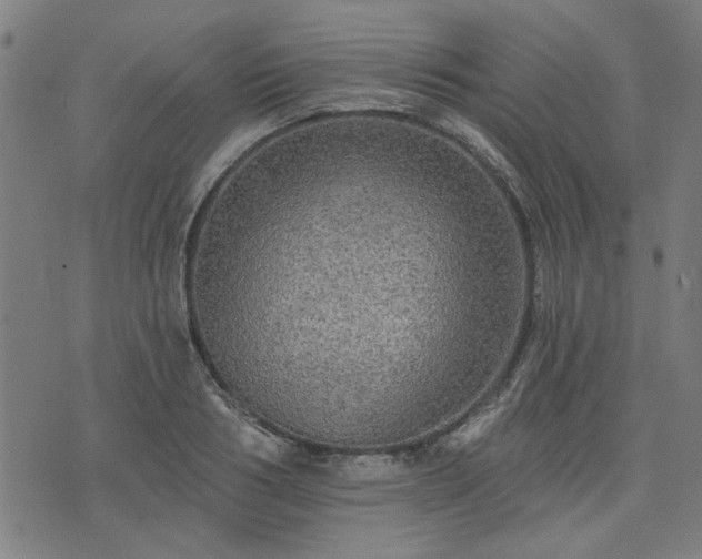 X0000076320986200610061406