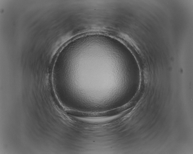 X0000076321260200610061401