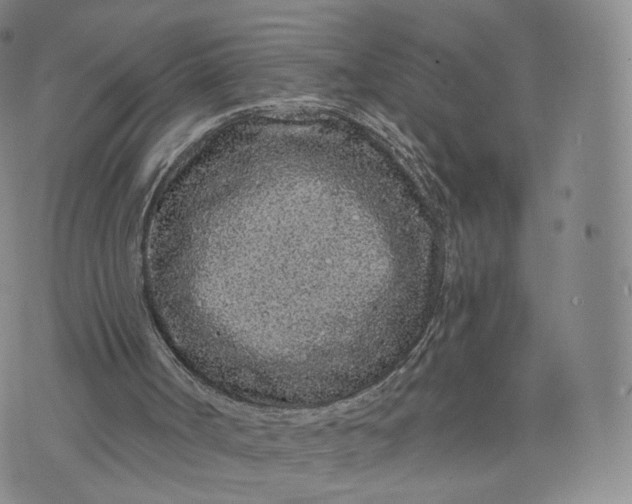 X0000076320002200610161655