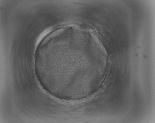 X0000076320006200610161655