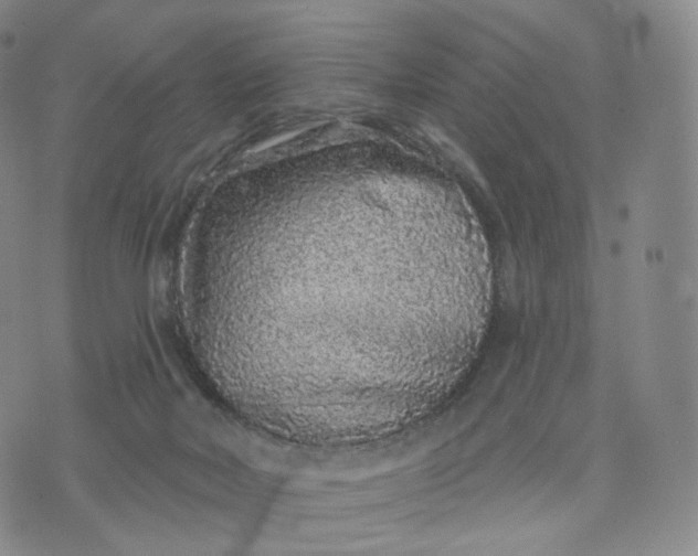 X0000076320026200610161655