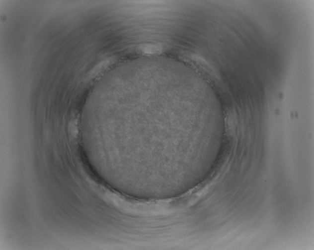 X0000076320032200610161655