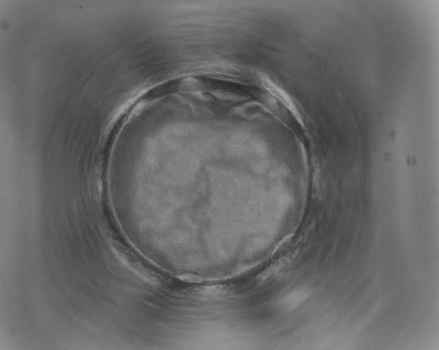 X0000076320059200610161654