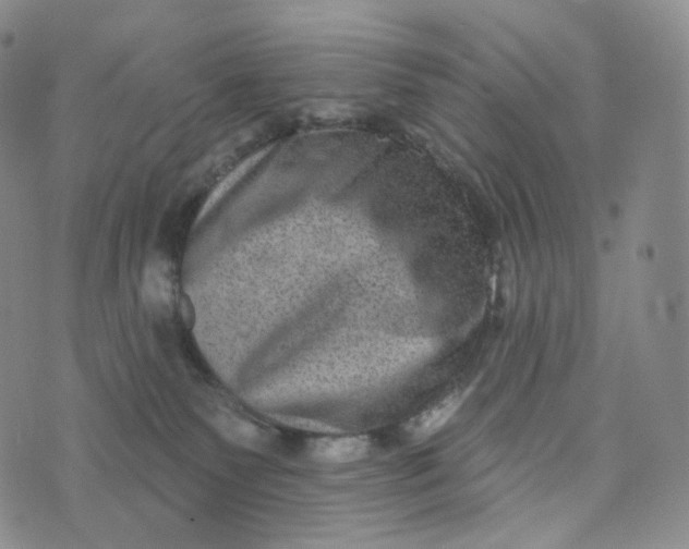 X0000076320135200610161653